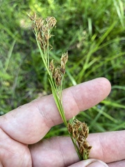 Rhynchospora odorata