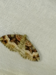 Xanthorhoe biriviata
