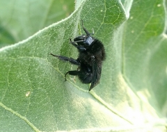 Bombus pauloensis