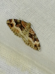 Xanthorhoe biriviata