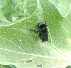 Bombus pauloensis