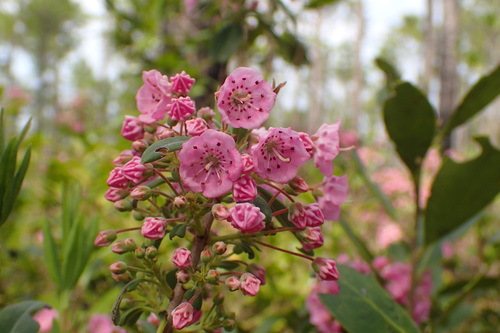 Image of Kalmia carolina by no rights reserved