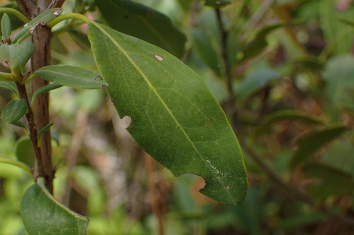 Image of Carolina Wicky (Kalmia carolina) by no rights reserved