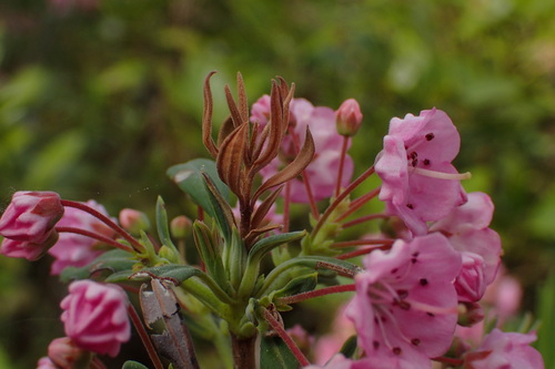 Image of Carolina Wicky (Kalmia carolina) by no rights reserved