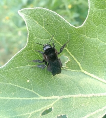 Bombus pauloensis
