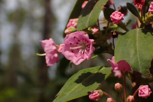 Image of Carolina Wicky (Kalmia carolina) by no rights reserved