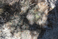 Coryphantha nickelsiae