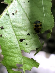 Zygogramma signatipennis