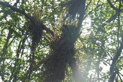 Fasciculata Airplant (Tillandsia fasciculata)