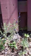 Lavandula angustifolia