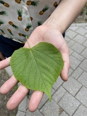 Tilia americana
