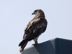 Buteo jamaicensis