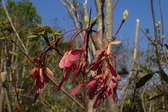Acer rubrum — photo 3