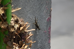 Sceloporus grammicus