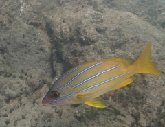 Common Bluestripe Snapper photo 5