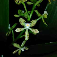 Prosthechea crassilabia