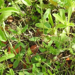 Helianthemum ledifolium