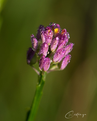 Polygala mariana