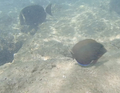 Acanthurus leucopareius