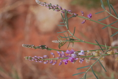 Astragalus gracilis