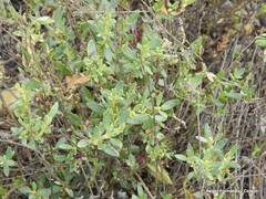 Helianthemum squamatum