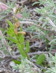 Polygala monspeliaca