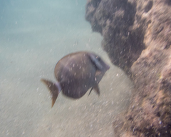 Acanthurus leucopareius