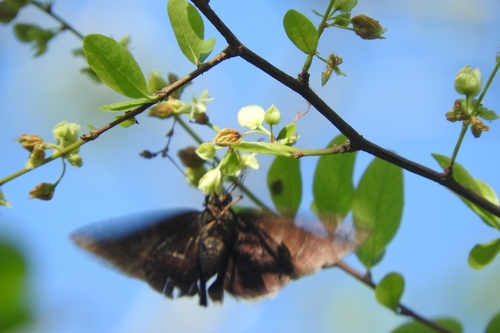 Brown Longtail photo 4