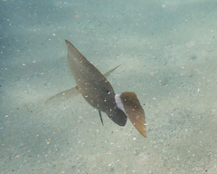 Acanthurus leucopareius