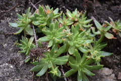 Dudleya formosa