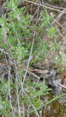 Thymus lacaitae