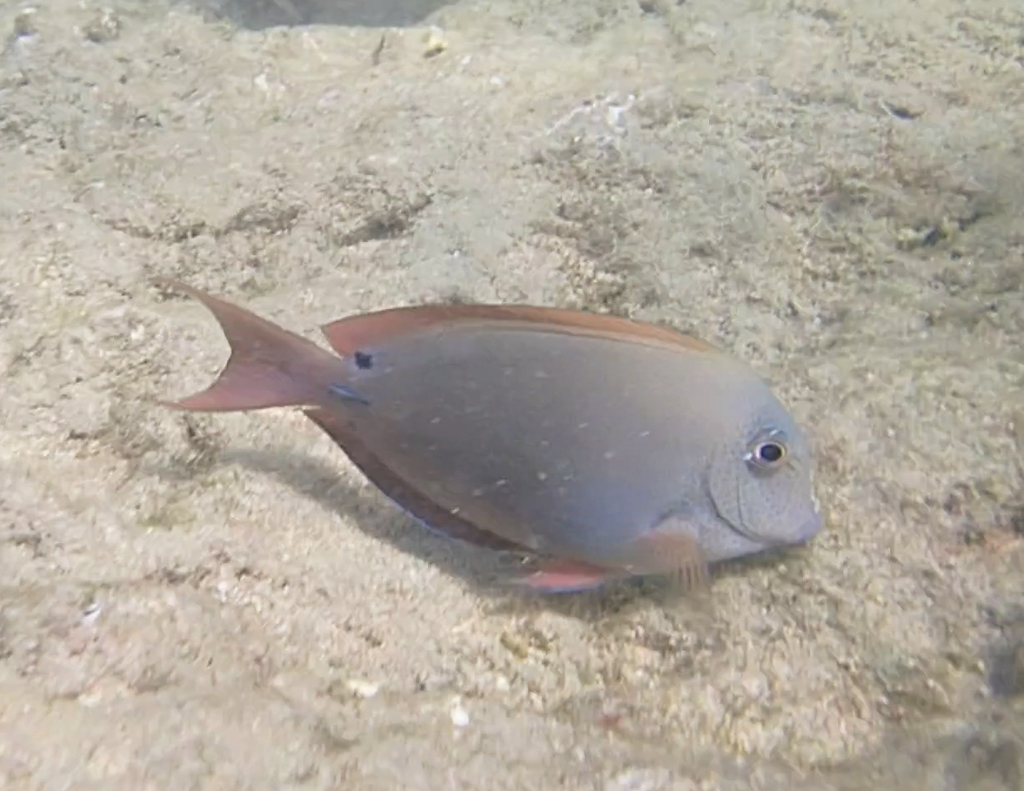 Brown surgeonfish