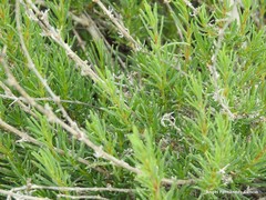 Gypsophila struthium
