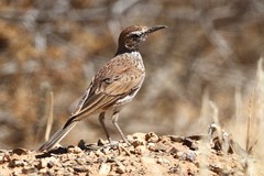 Certhilauda subcoronata
