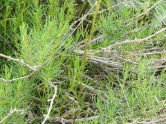 Gypsophila struthium