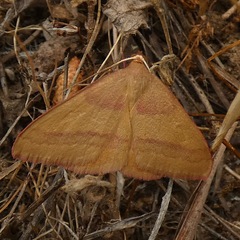 Rhodostrophia calabra