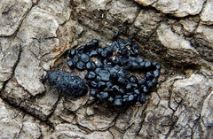 Dermestes murinus