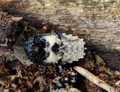 Dermestes murinus