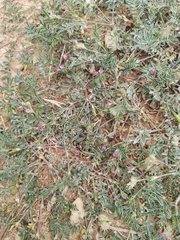 Onobrychis caput-galli