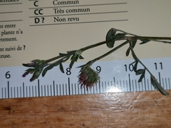 Onobrychis caput-galli