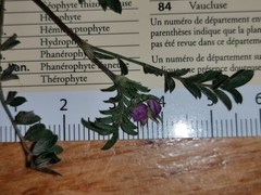 Onobrychis caput-galli