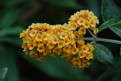 Buddleja weyeriana