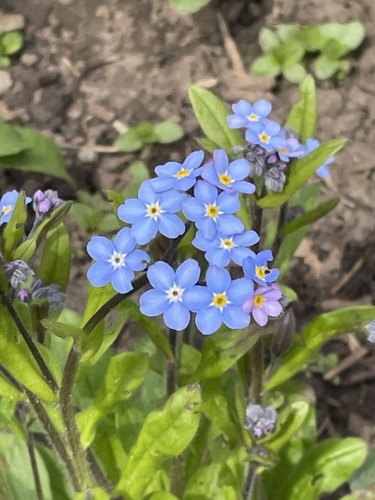 Miškinė neužmirštuolė nuotrauka