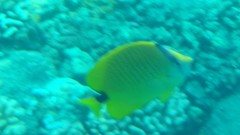 Chaetodon miliaris
