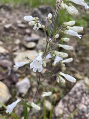 Penstemon pallidus
