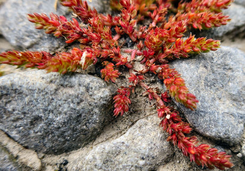 Crassula alata (Viv.) A.Berger