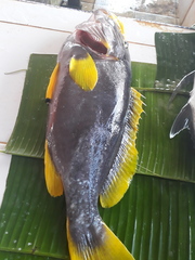 Epinephelus flavocaeruleus