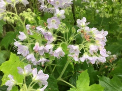 Hydrophyllum appendiculatum