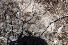 Coryphantha nickelsiae