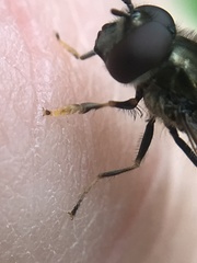 Platycheirus albimanus